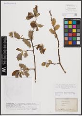 Foto von Salix caprea L.
